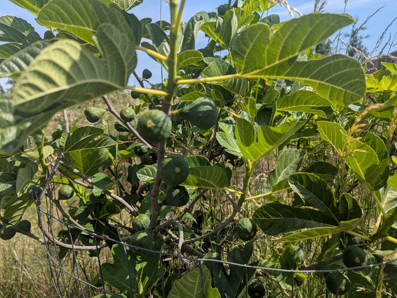 Fig tree with fruit, so I guess summer is nigh.
