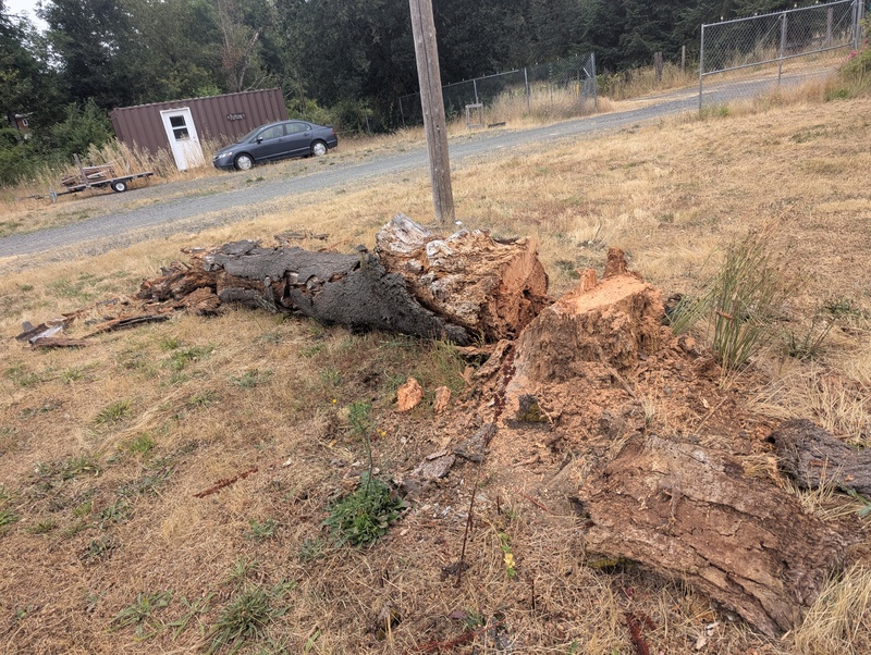 the electric company cut the old rotted treehouse tree down for me.