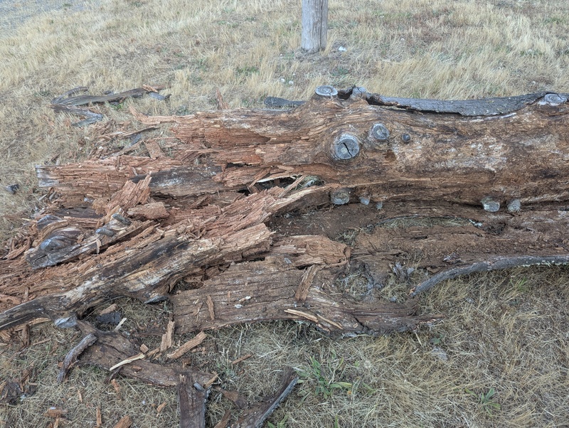 the electric company cut the old rotted treehouse tree down for me.
