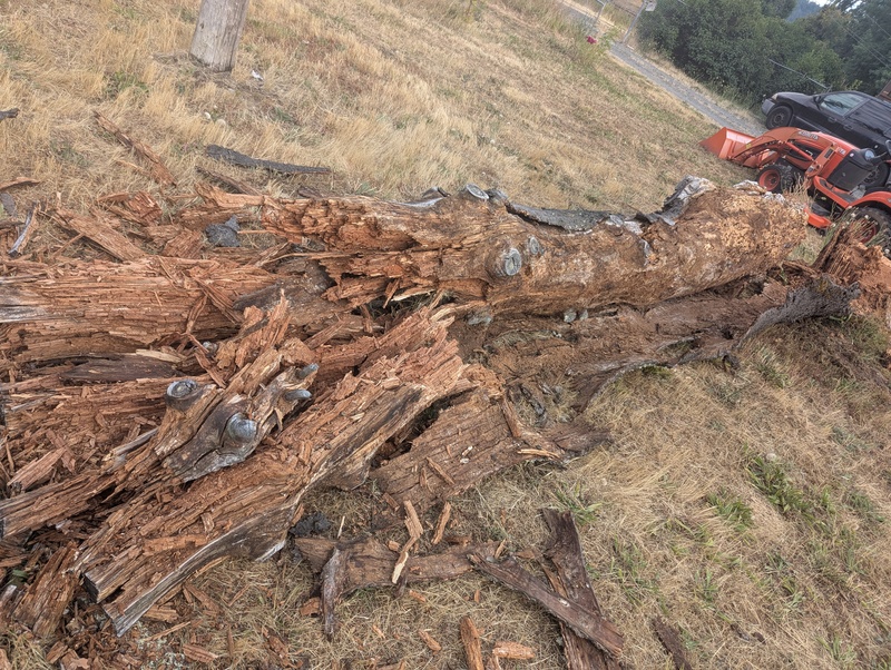 the electric company cut the old rotted treehouse tree down for me.