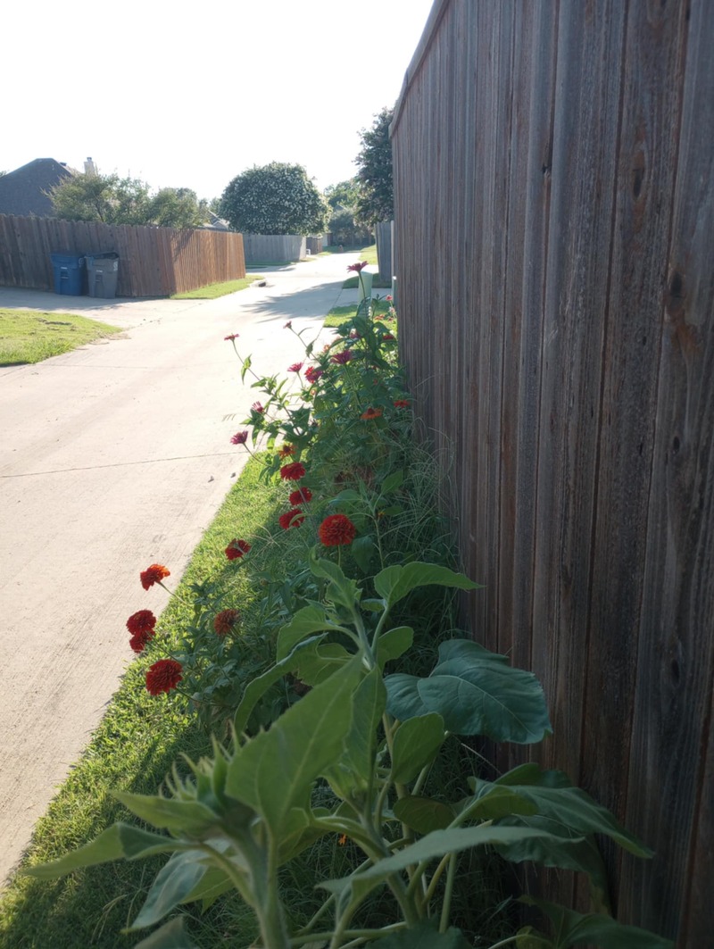 Texas Garden back alley (south fence)