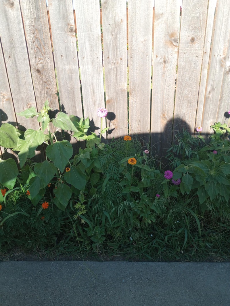 Texas Garden driveway (west fence)