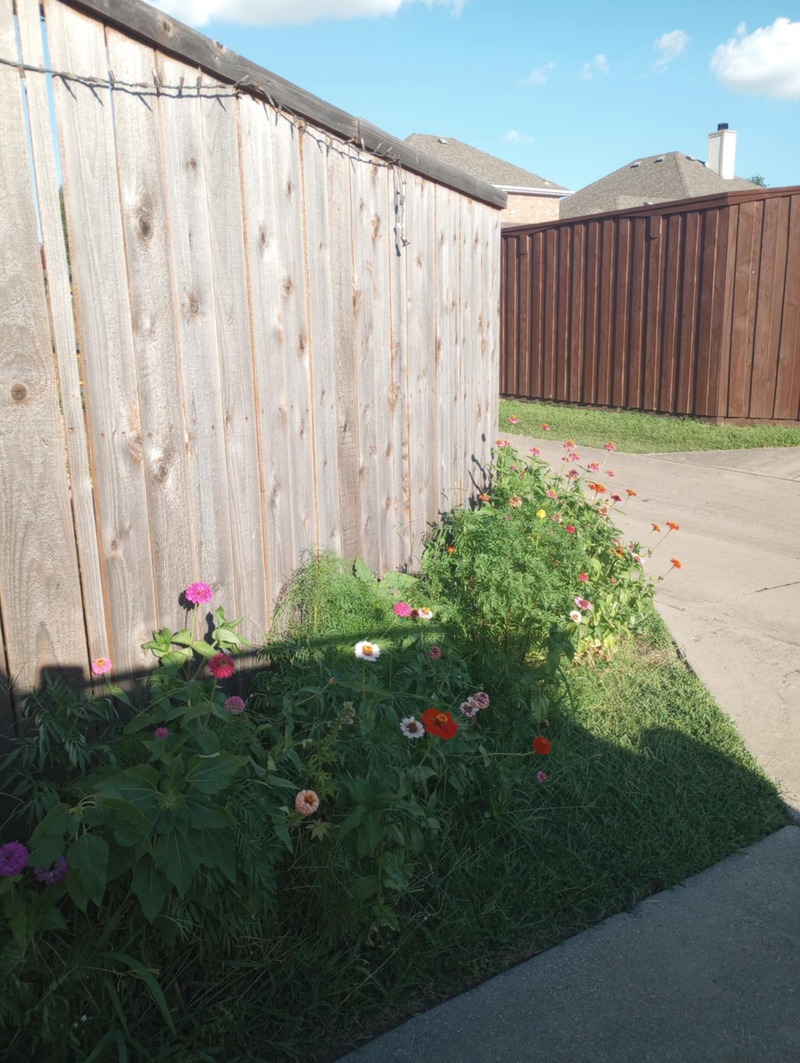 Texas Garden driveway (west fence)