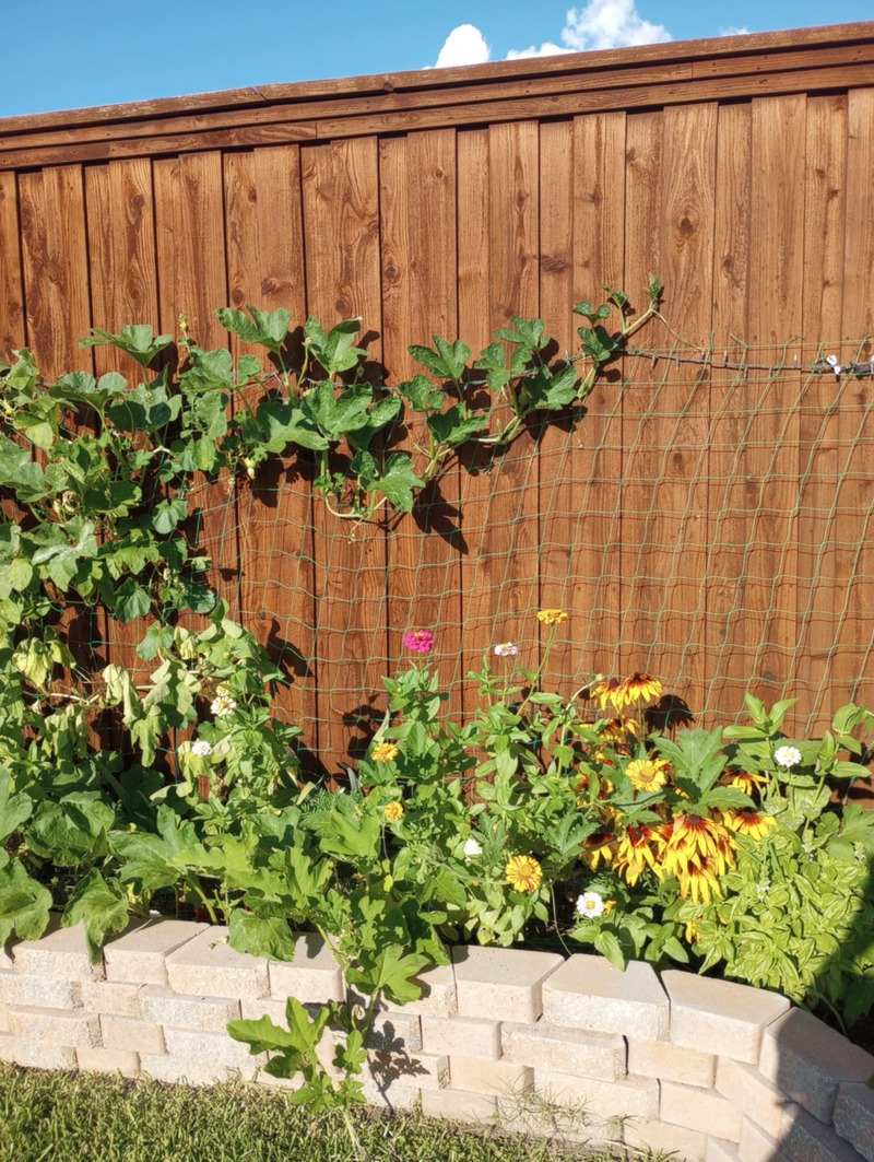 Texas Garden backyard (east fence)