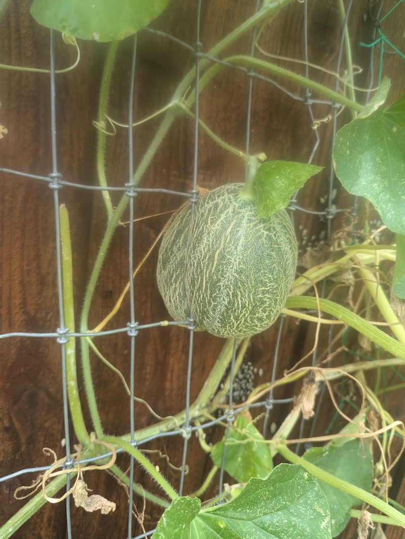 Kind of stuck in the fence.