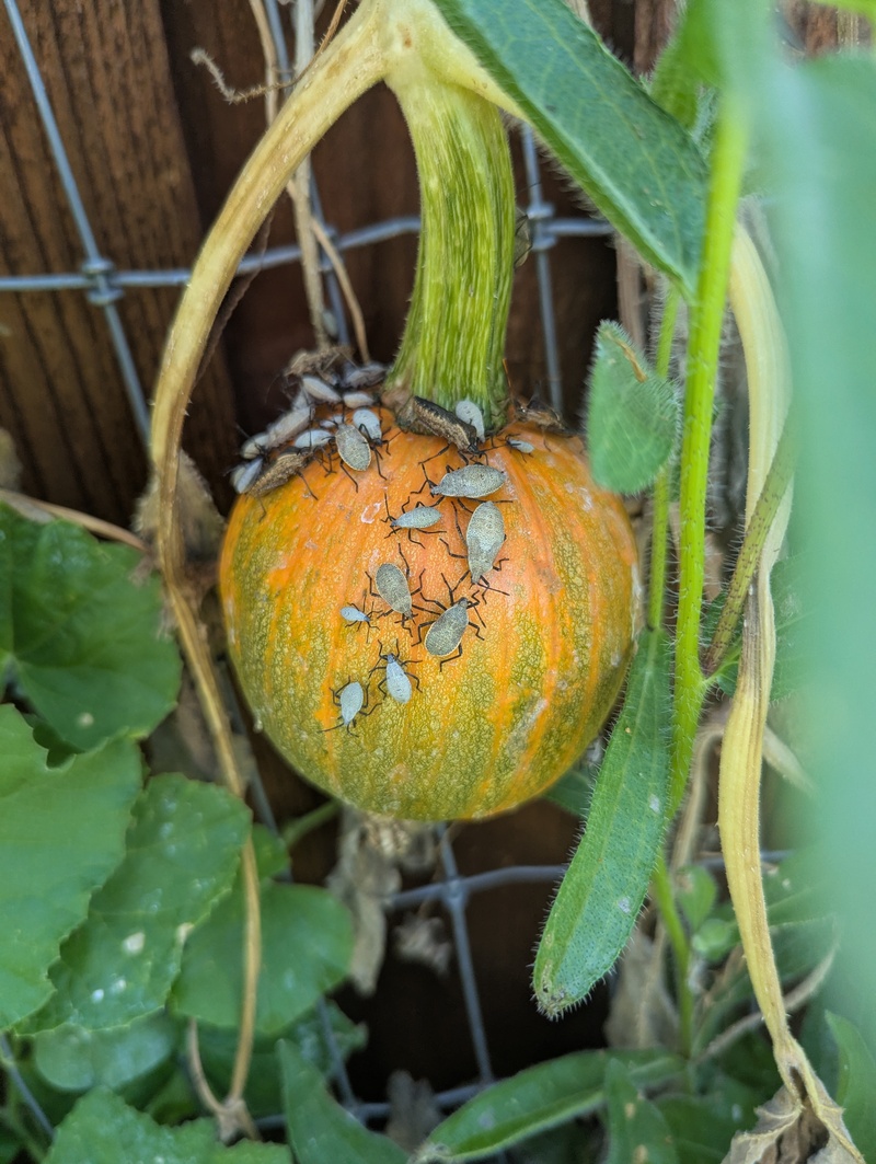 Squash bugs in pumpkins that some gardening friends said looked like pumpkin seeds. The rest said they hated them.