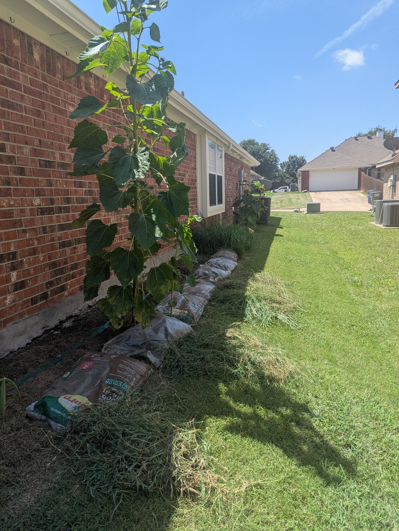 Lois weeded a bunch, and wore out. Do you like our sunflower?