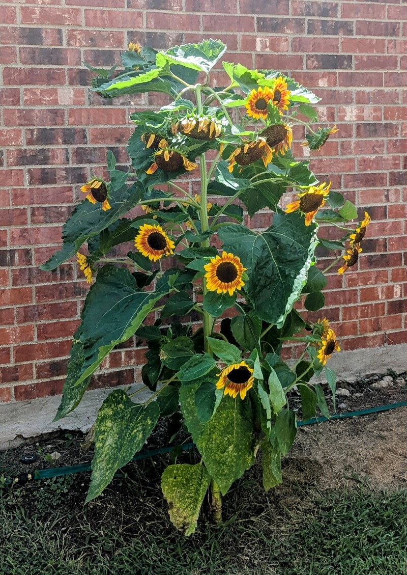 Sunflower on the West side of the house.