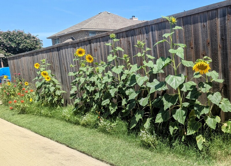 Sunflowers in the south side of the house, along the alley.