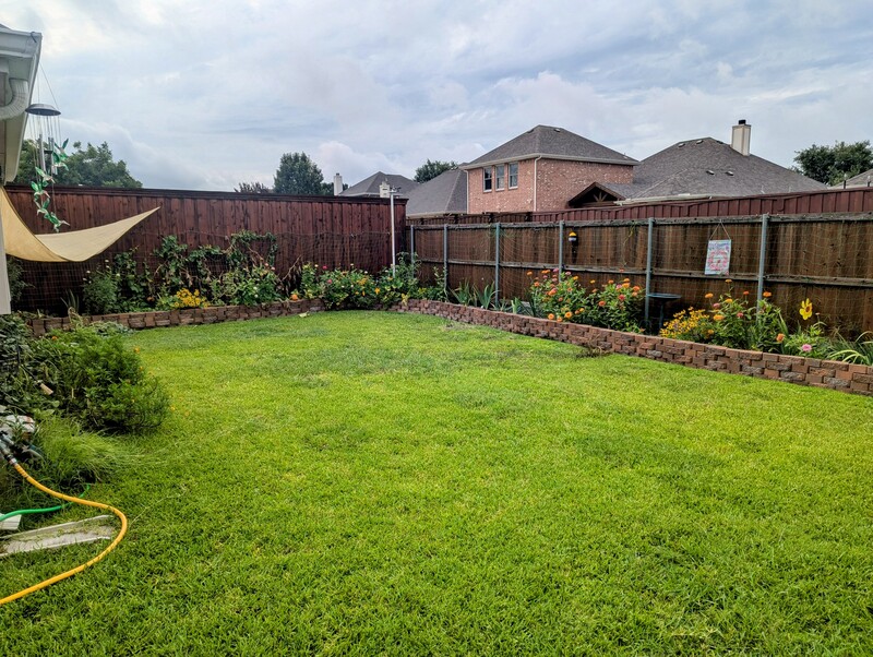 backyard today. Vines wilted