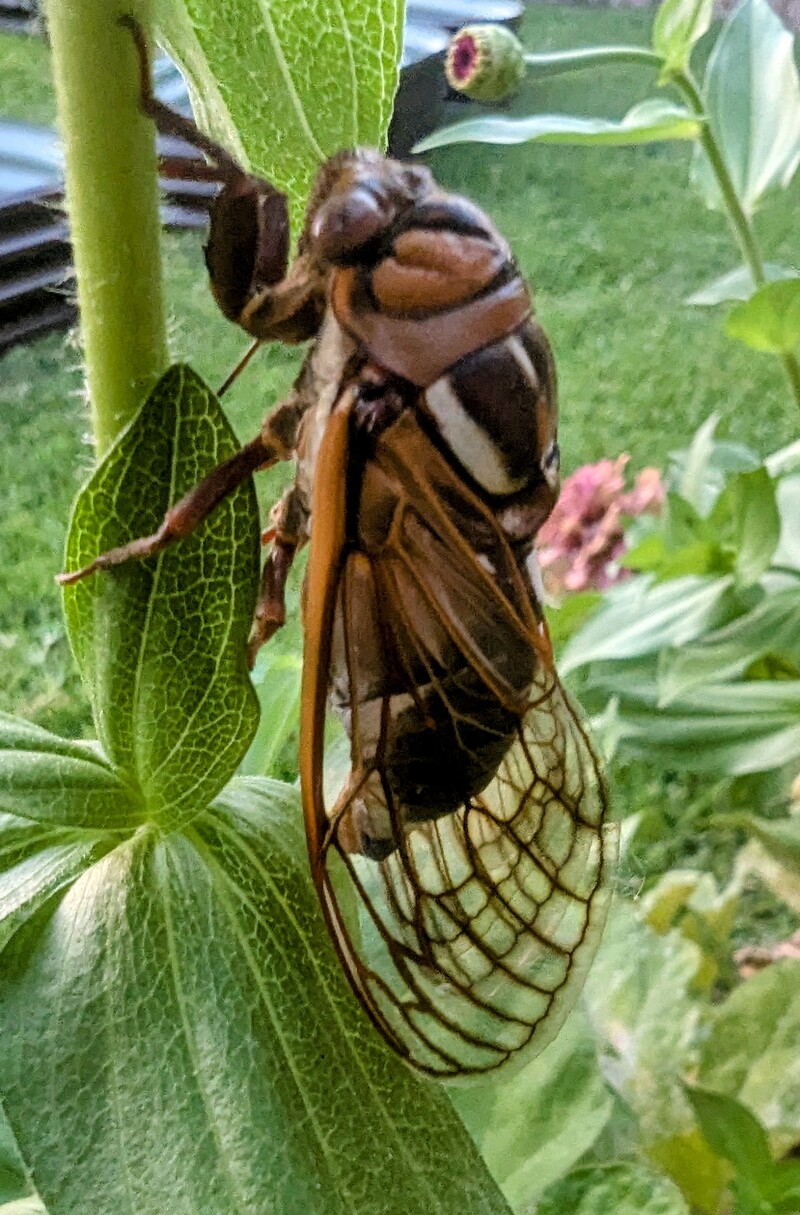 Cicada