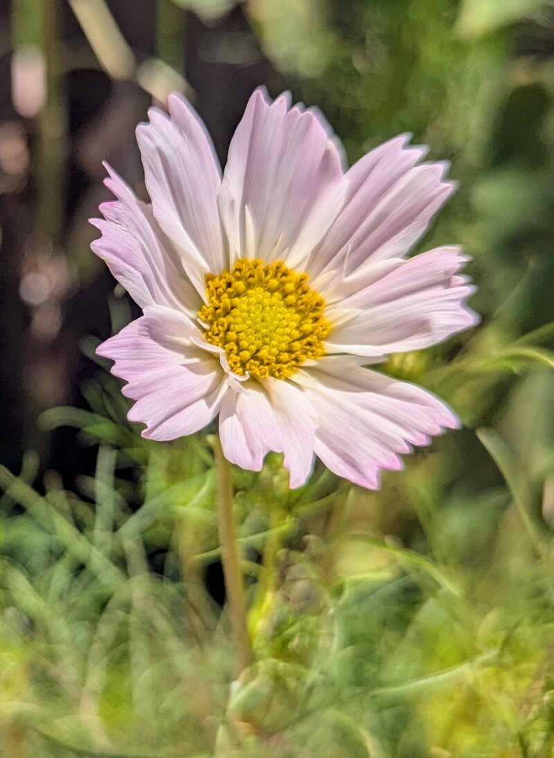 The first Cosmos flower