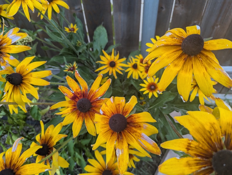 Rudebekia flowers.