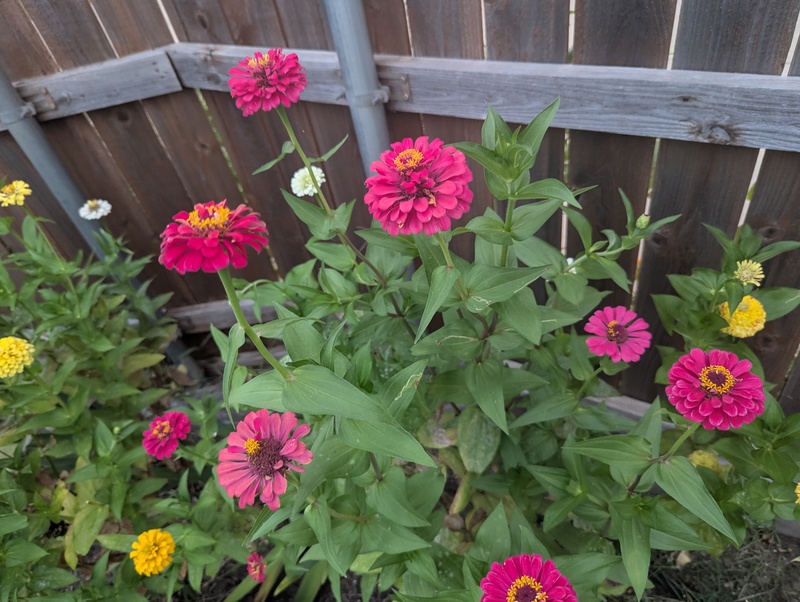 zinnia flowers