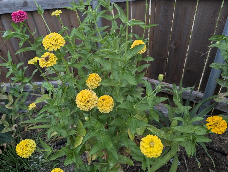 zinnia flowers