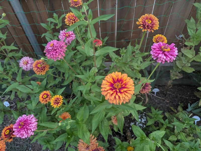 zinnia flowers