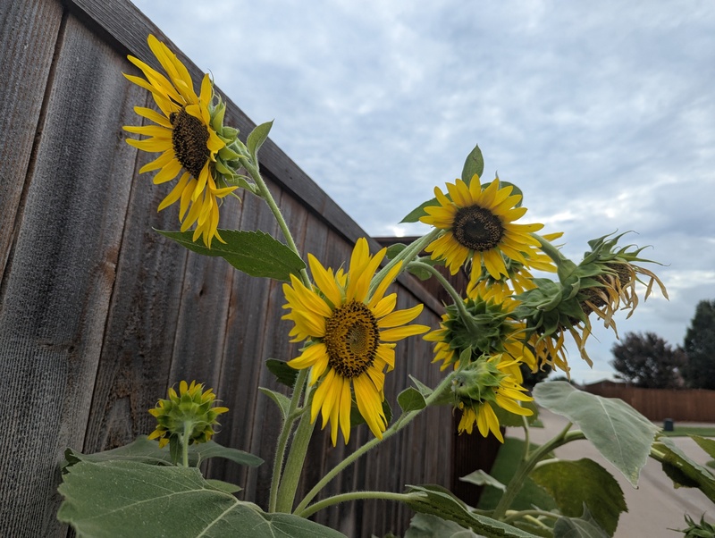 sunflowers before the high heat.