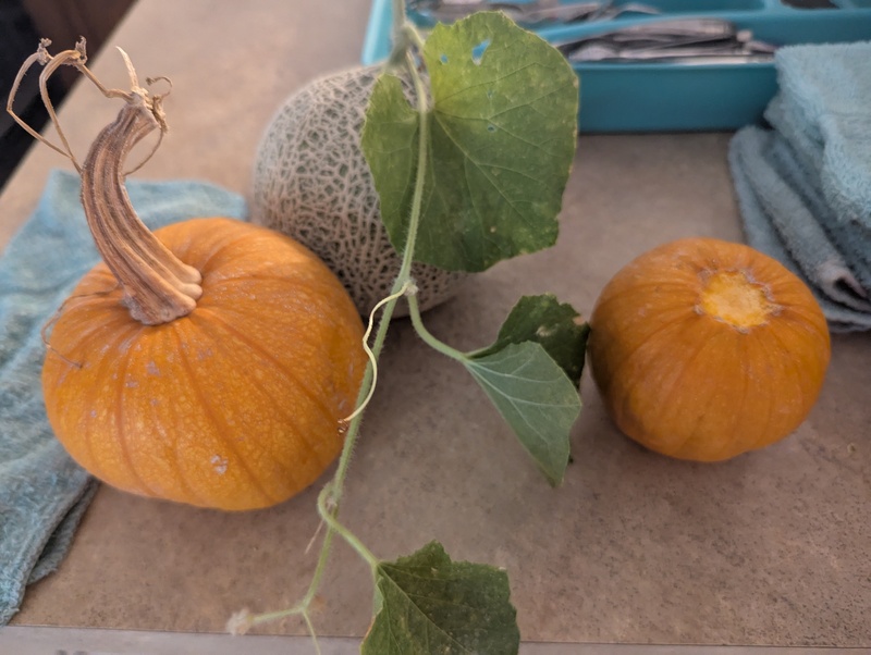 pumpkins and cantaloupe