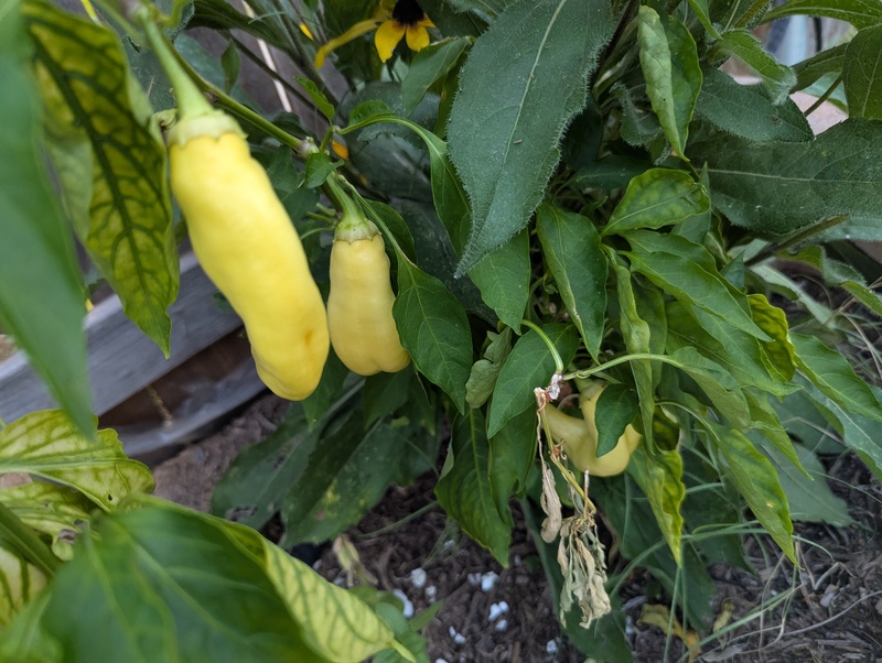 banana peppers
