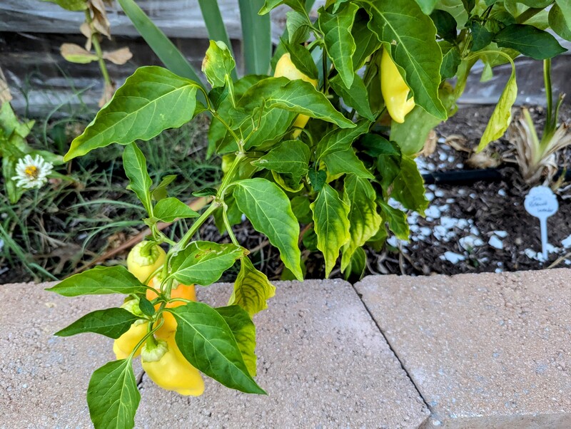 gypsy peppers