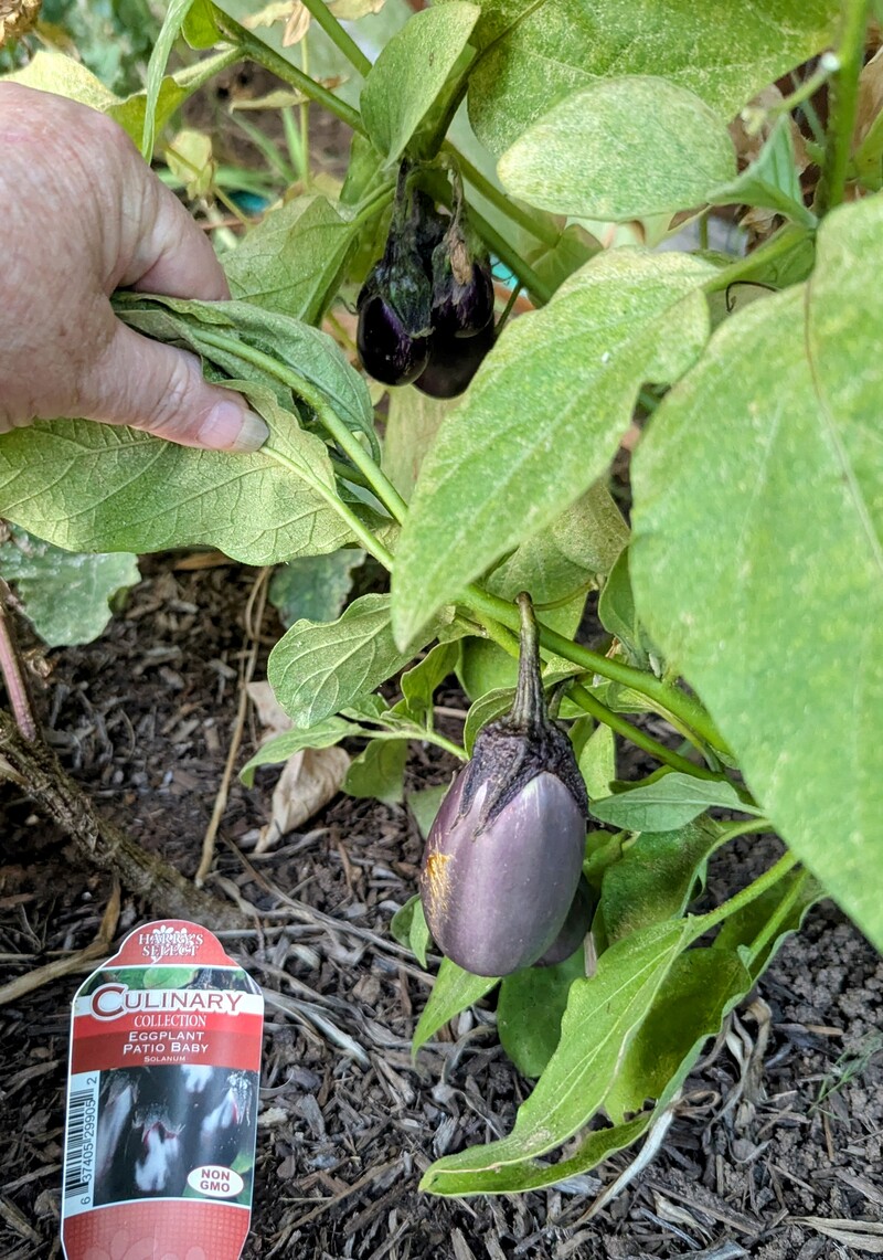 baby eggplant