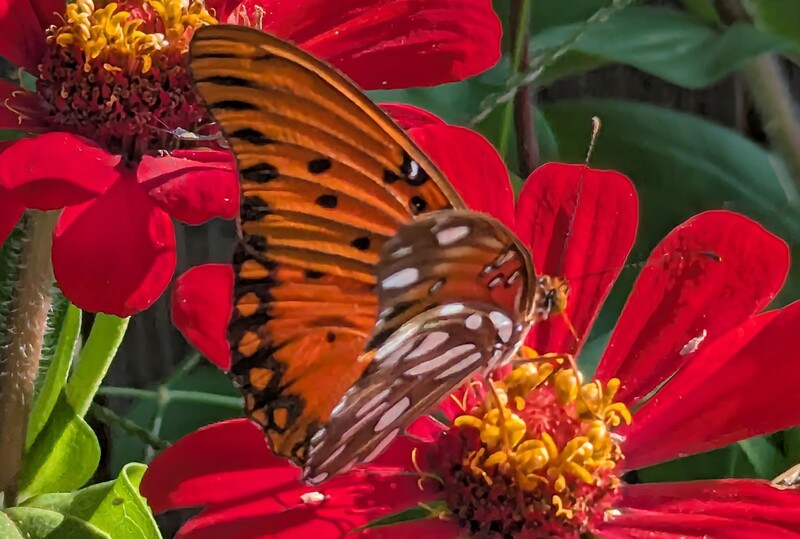 Gulf Fritillary Butterfly in our garden.