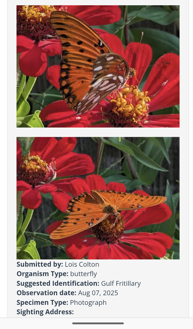 Lois joined a butterfly group and submitted two pictures.