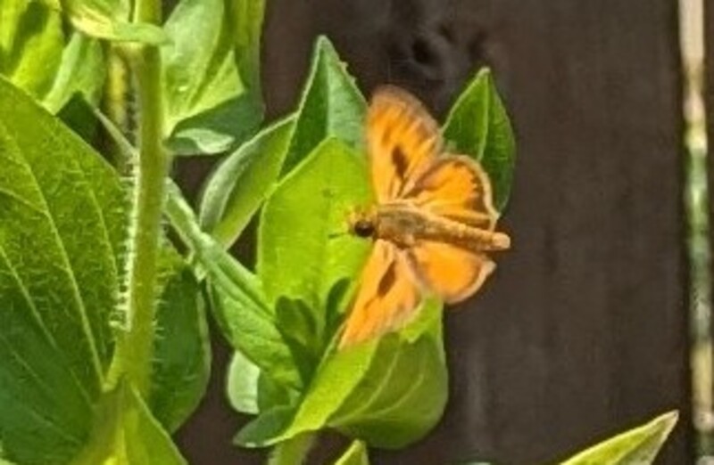 Fiery Skipper