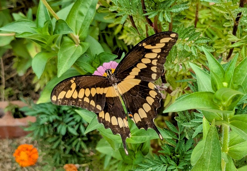Giant Swallowtail