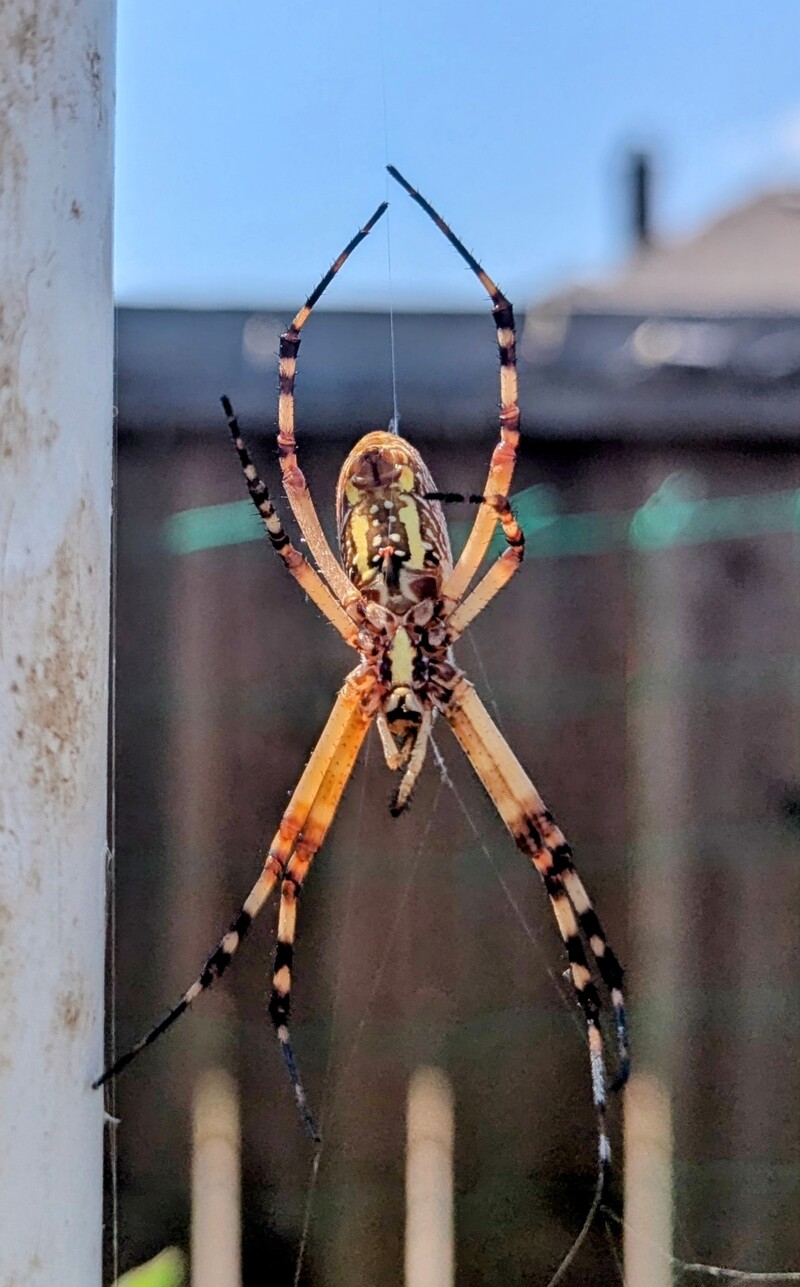 banded garden spider