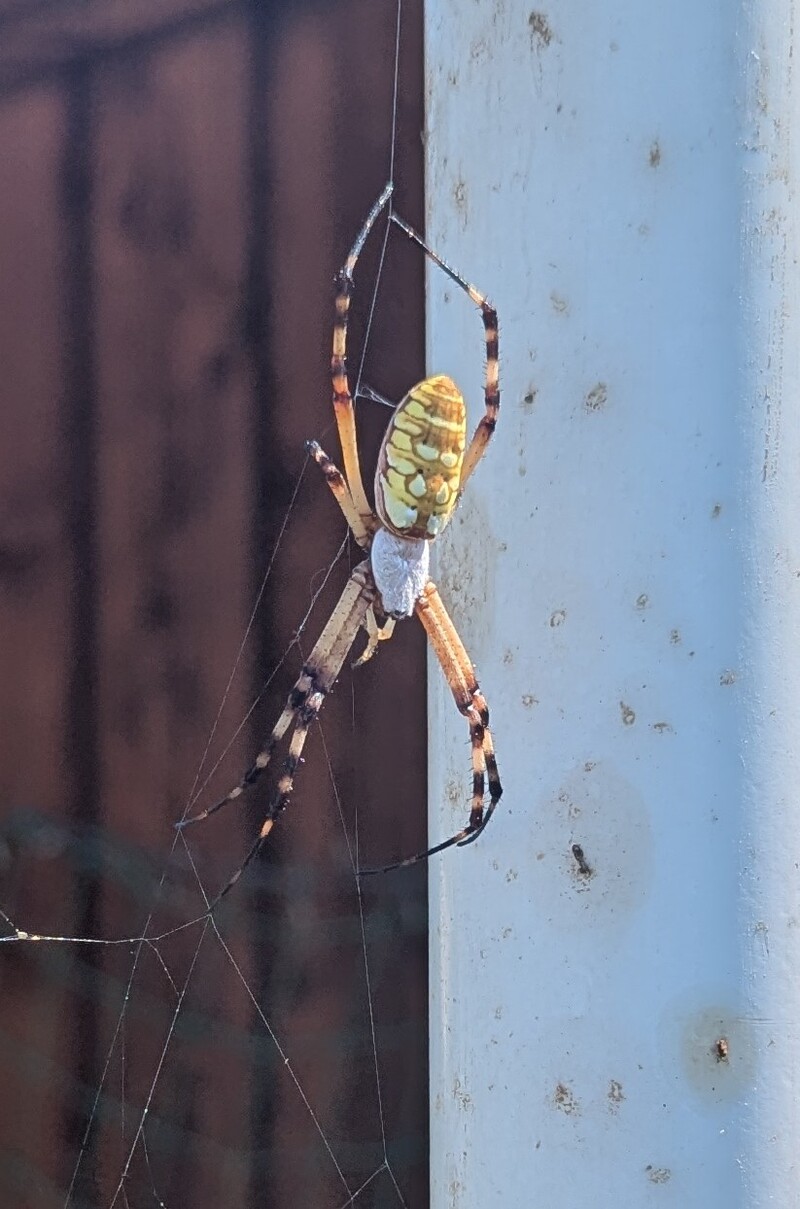 banded garden spider