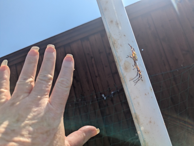 this spider is pretty big