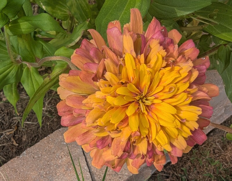 Zinnia