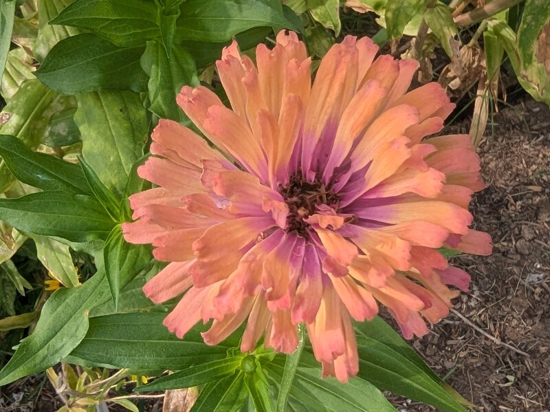 Zinnia