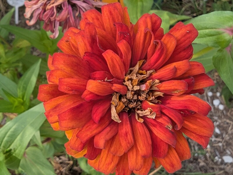 Zinnia