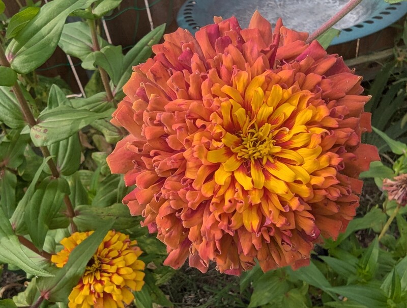 Zinnia
