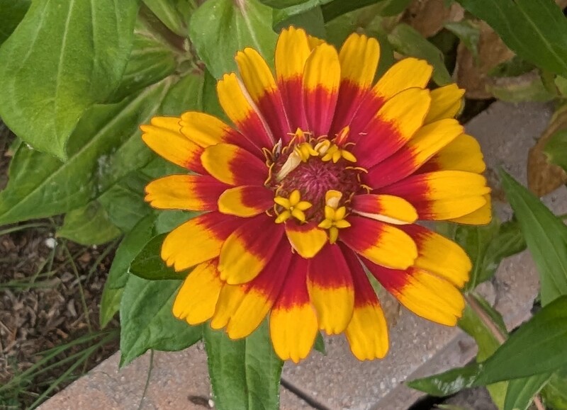 Zinnia