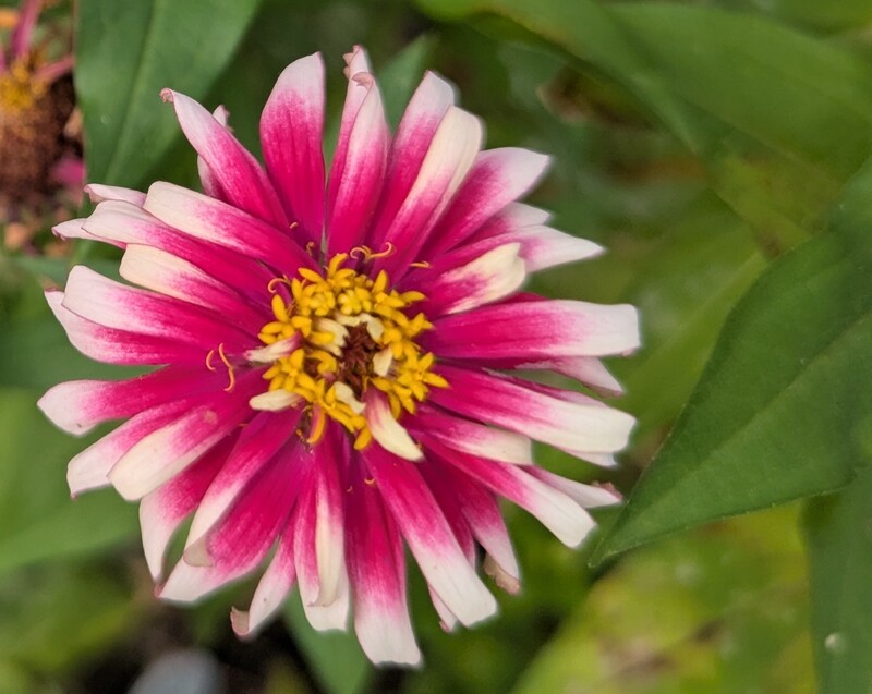 Zinnia