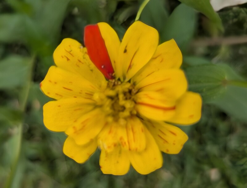 Zinnia with extra coloring