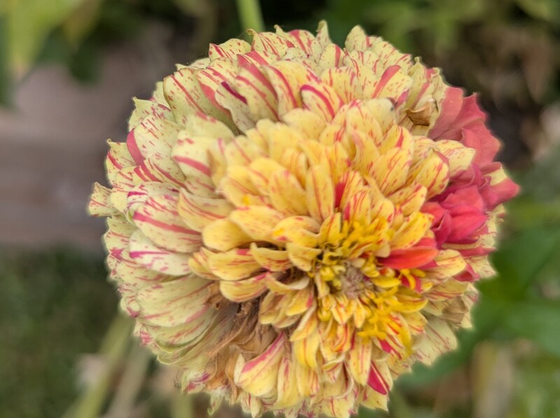Zinnia with extra coloring