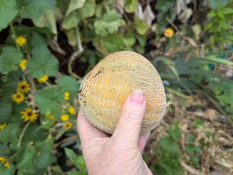 This little cantaloupe was very juicy. I drank the juice after eating the flesh.