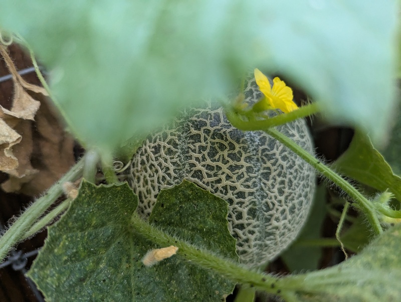 Cantaloupe hiding.