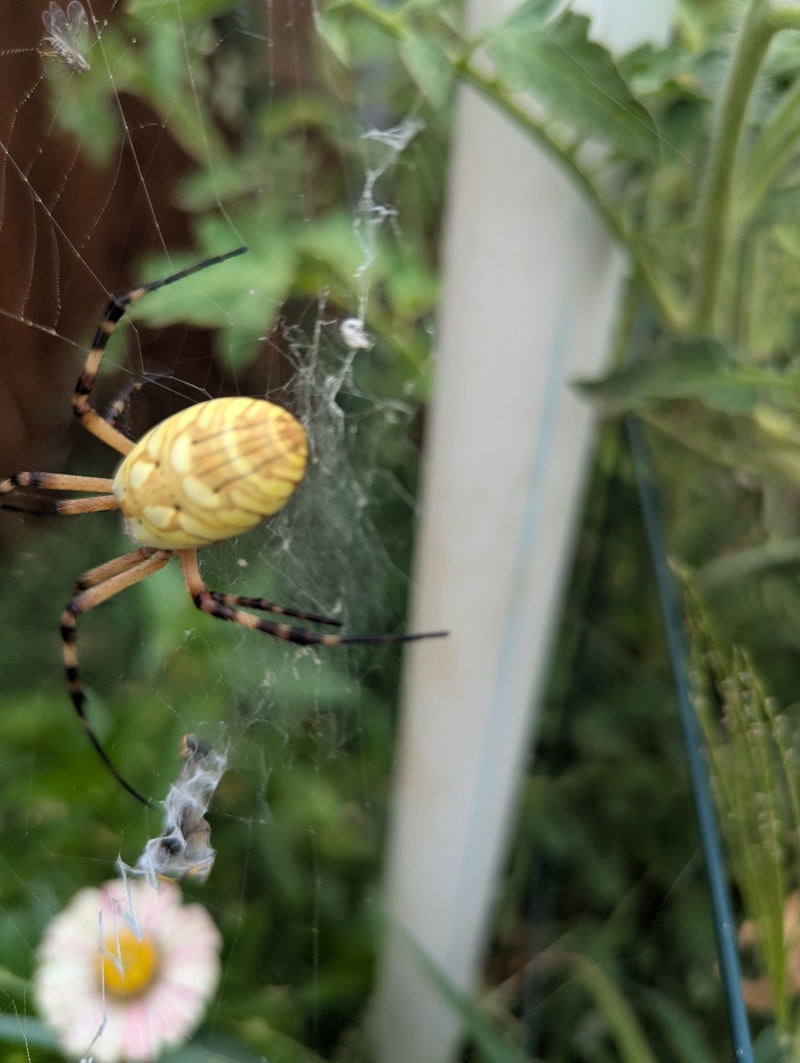 I am enamored with this spider.