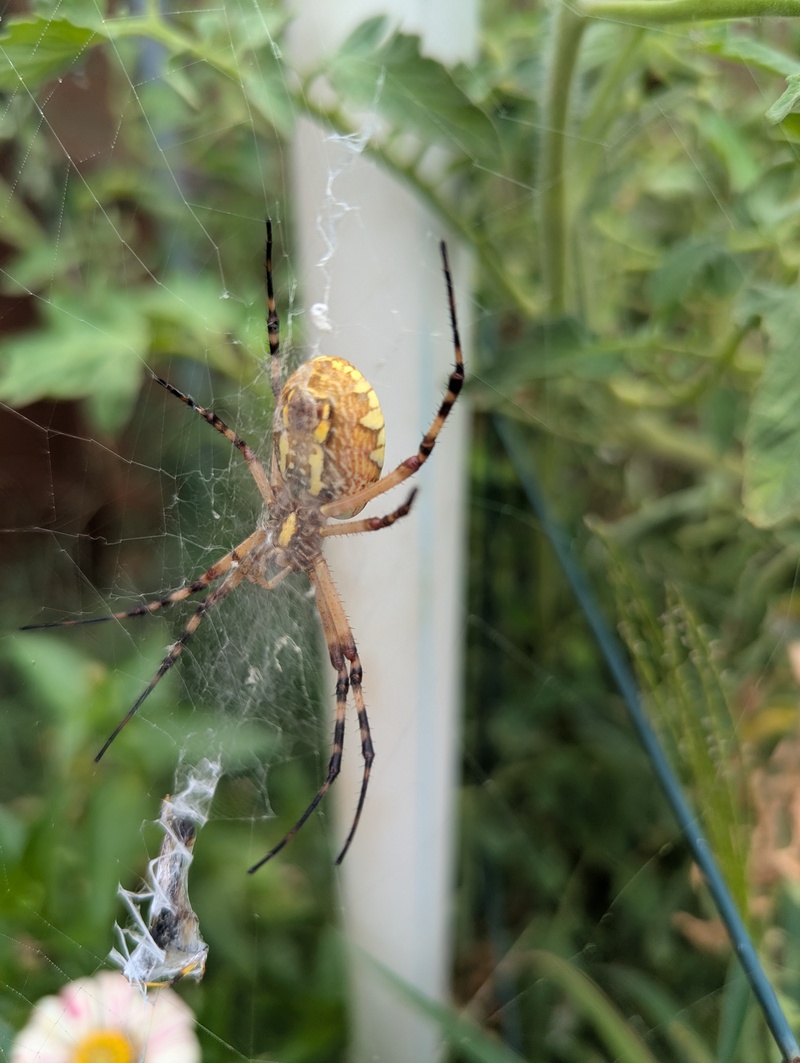 I have learned that it is a female and will fill a sack of eggs in the Fall.