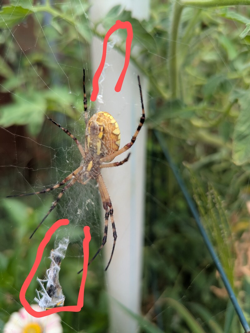 I circled the stabilimentum in red. I saw it before and didn't know that the spider made it to attract insects.