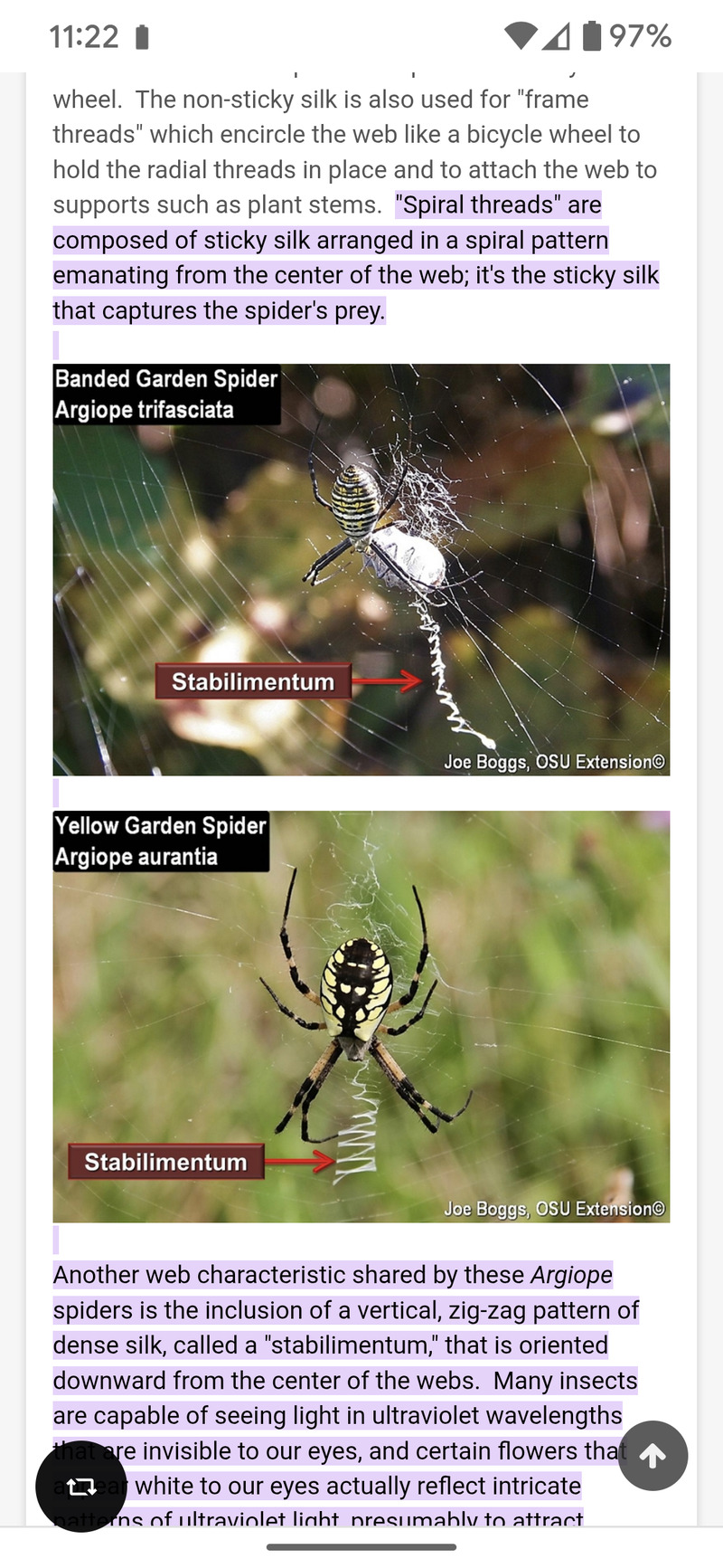 The stabilimentum is very interesting. I have never noticed one in a web before. And saying these spiders are web weavers is sure true.