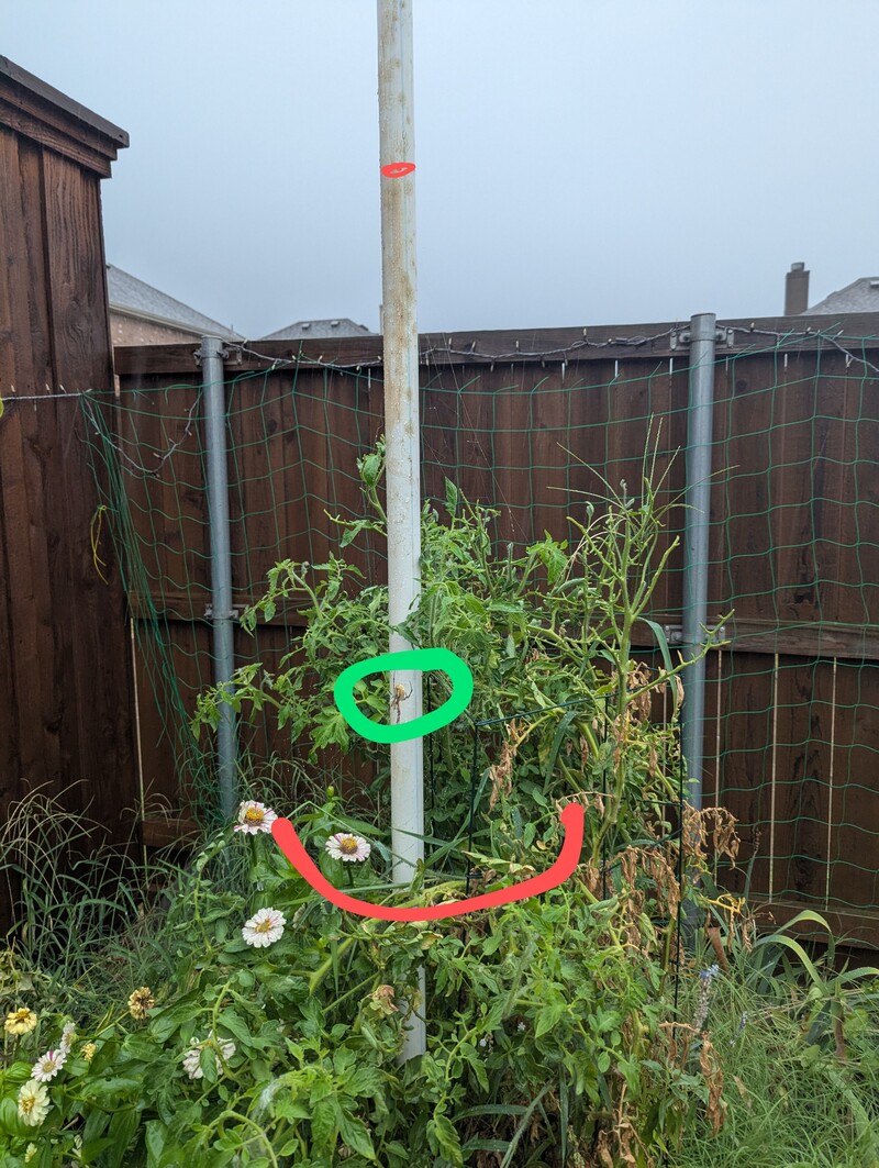 This is approximately how big the spiders web is. It is hooked to the plants at the bottom, and the pole at the top.
