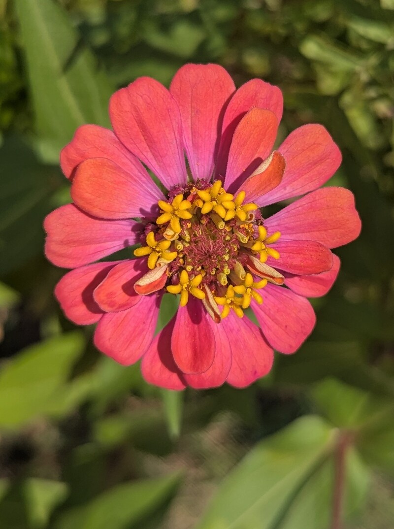 Zinnia