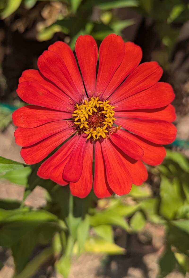 Zinnia