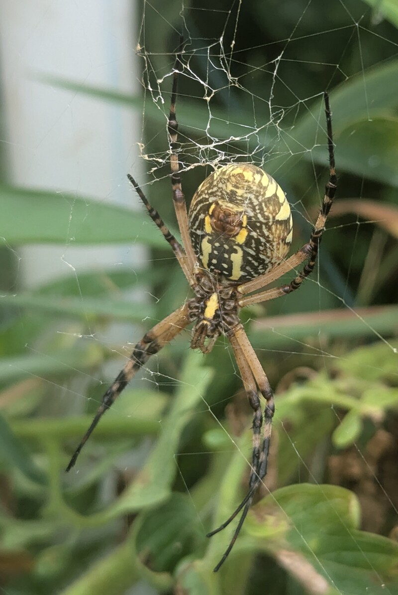 This spider seems to be getting a bigger rear. 😁 How long before it lays a sac of baby spiders?